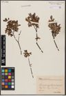 Foto von Salix aurita L. x Salix myrtilloides L.